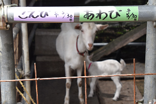 子ヤギ見学