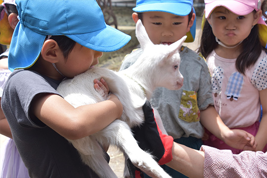 子ヤギ見学