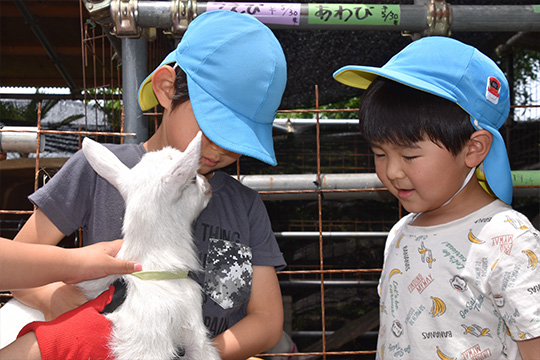 子ヤギ見学