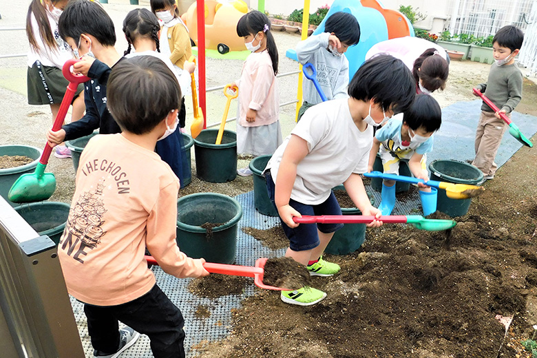 ミニトマト収穫