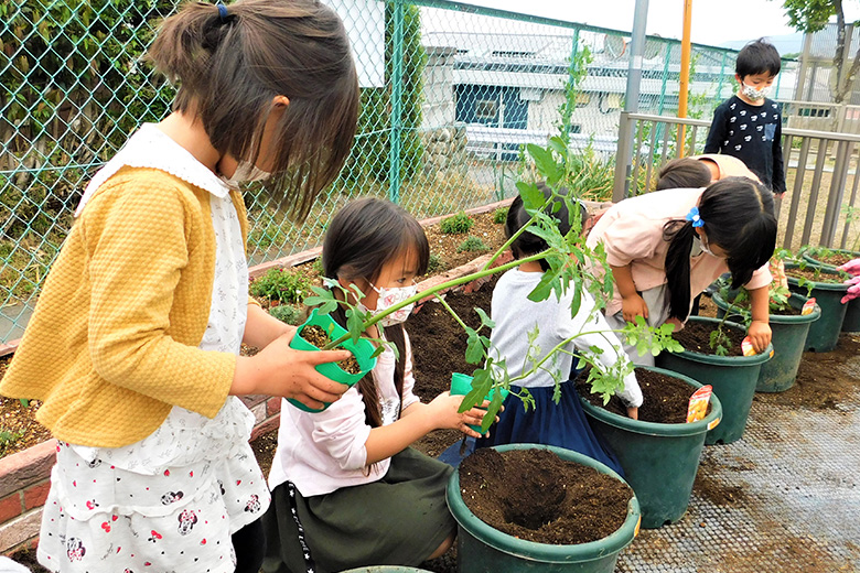 ミニトマト収穫