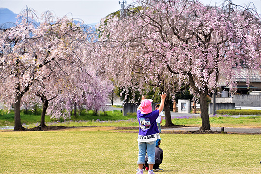 お花見散歩