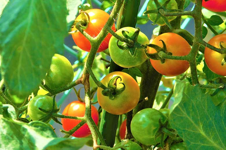 プランター野菜収穫