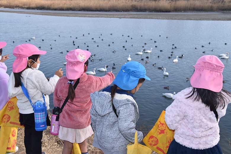 白鳥見学