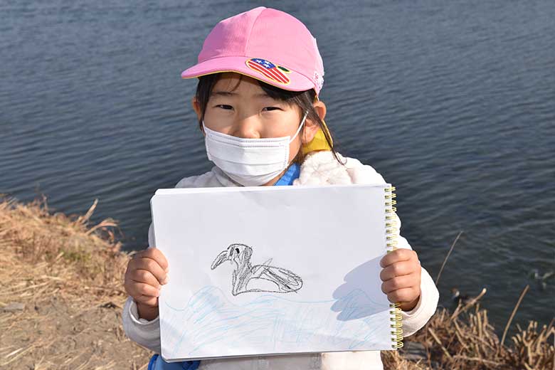 白鳥見学